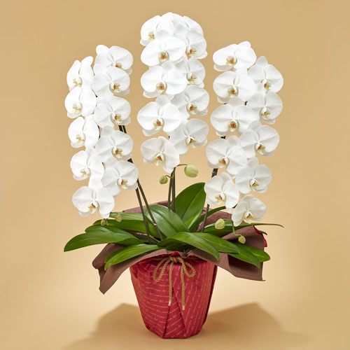 胡蝶蘭（ホワイト）3本立ち」 | 花・花束を贈るフラワーギフト通販の