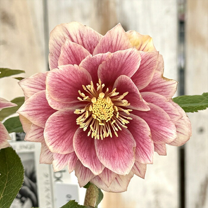 ♡広瀬園芸♡ ピュアホワイト　かすりピンク 広瀬園芸さんのクリスマスローズ• ピンクニゲルが初入荷です この