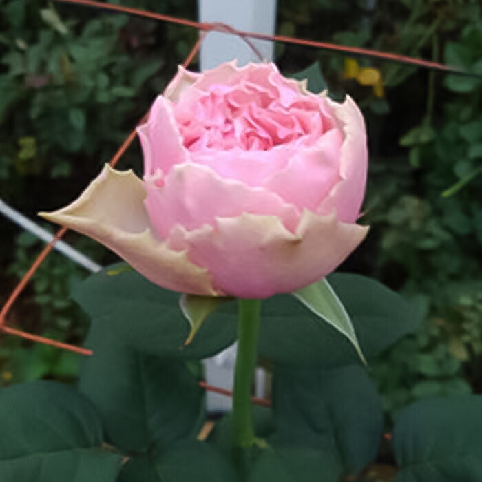 楽天市場】予約販売 バラ苗 バラ新苗 カーム波 契約品種 薔薇 ばら