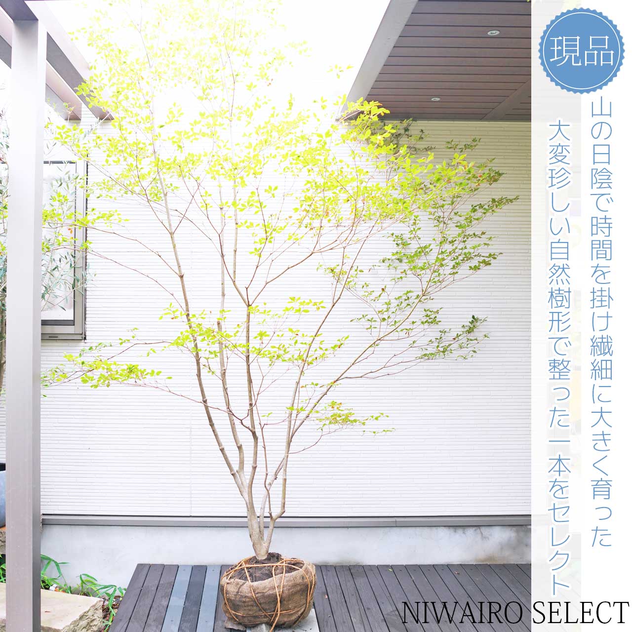 楽天市場】山採り【ドウダンツツジ】 自然樹形 本株立ち 樹高H≒300