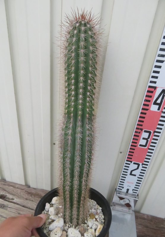 楽天市場】【現品発送】サボテン 武倫柱(ブリンチュウ) 幹太 5号鉢植え