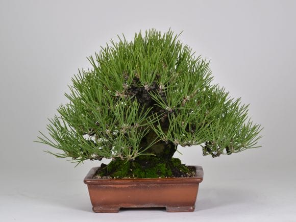 匠の盆栽】黒松 1点もの No.262【平松浩二】の盆栽を販売｜盆栽妙