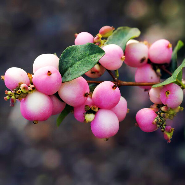 Hancock's Coralberry For Sale Online | The Tree Center