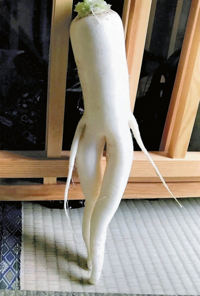 唇に見えるサツマイモ・美脚なダイコン…ユニークな形の野菜写真を募集