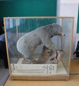 熊の剥製の引っ越し 小中連携授業公開など – 小中一貫教育校 長野県