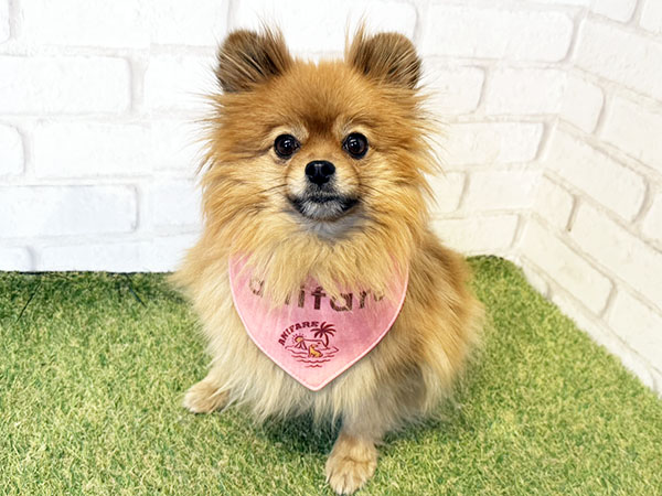 ニーナちゃん | ポメラニアンの保護犬 | anifare(アニフェア)｜保護犬