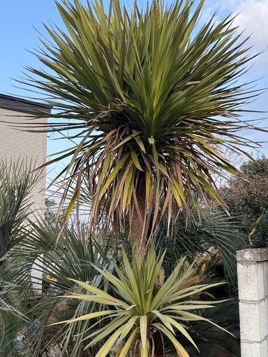 ドラセナニオイシュロラン (とも) 下館二高前のその他の中古あげます