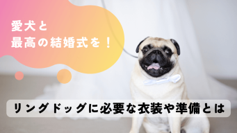 愛犬と最高の結婚式を！リングドッグに必要な衣装や準備とは - DAISY