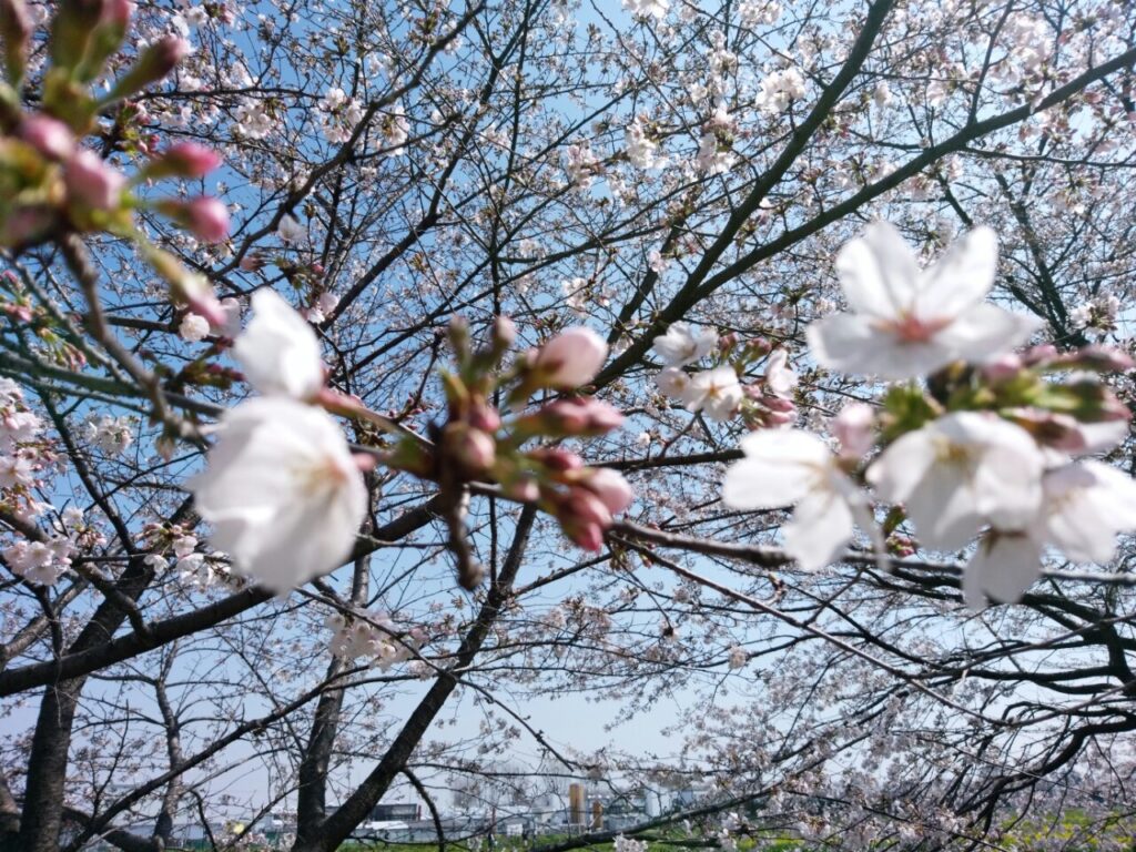 幸手権現堂（県営権現堂公園）の桜と菜の花 | (株)イーストジャパン