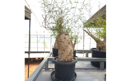 オペルクリカリア・パキプス「塊根植物の王様」(発根管理済) Z1｜観葉