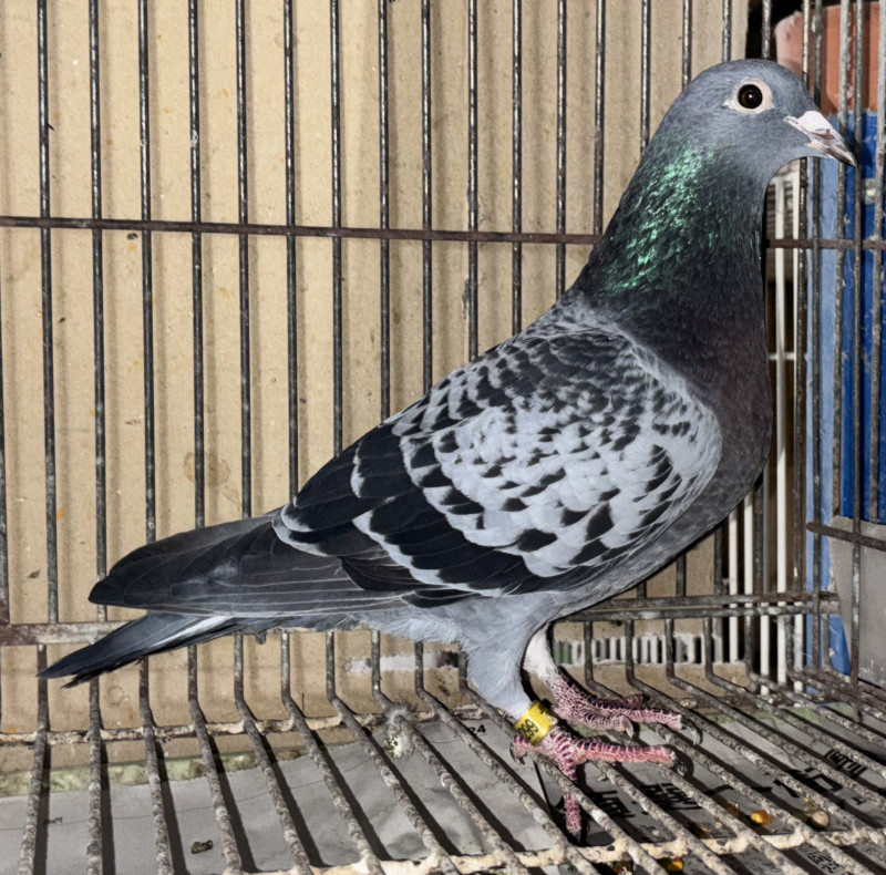 レース鳩モールオークション - 出品鳩「24RB02299 BC