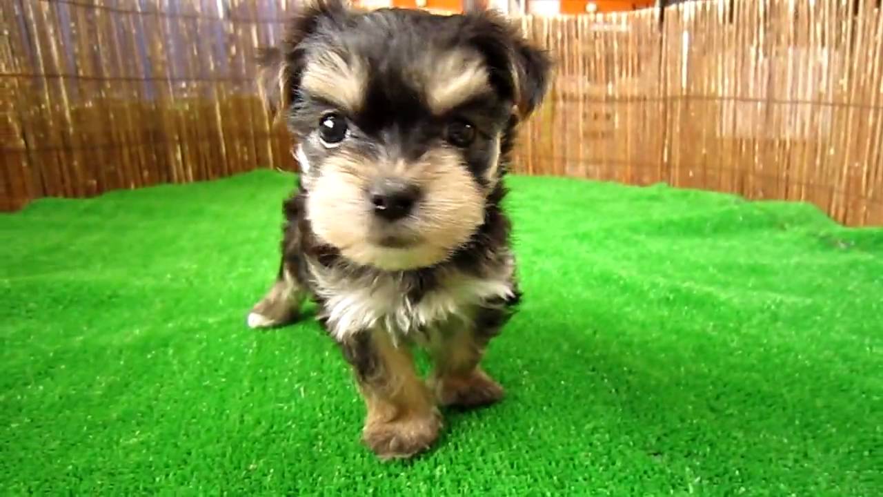 100520 マルチーズ とヨークシャテリアのミックス - YouTube