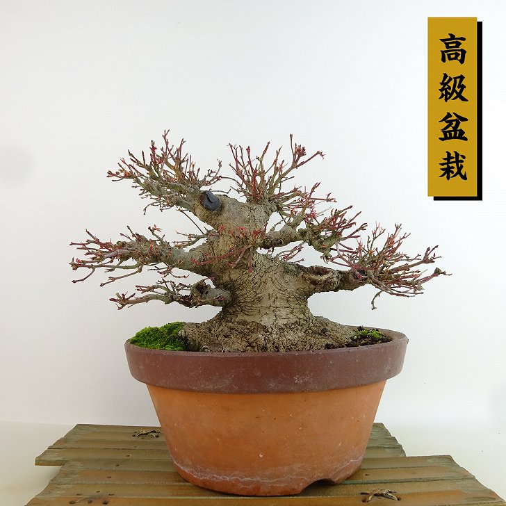 楽天市場】盆栽 紅葉 樹高 約17cm もみじ 高級盆栽 Acer palmatum