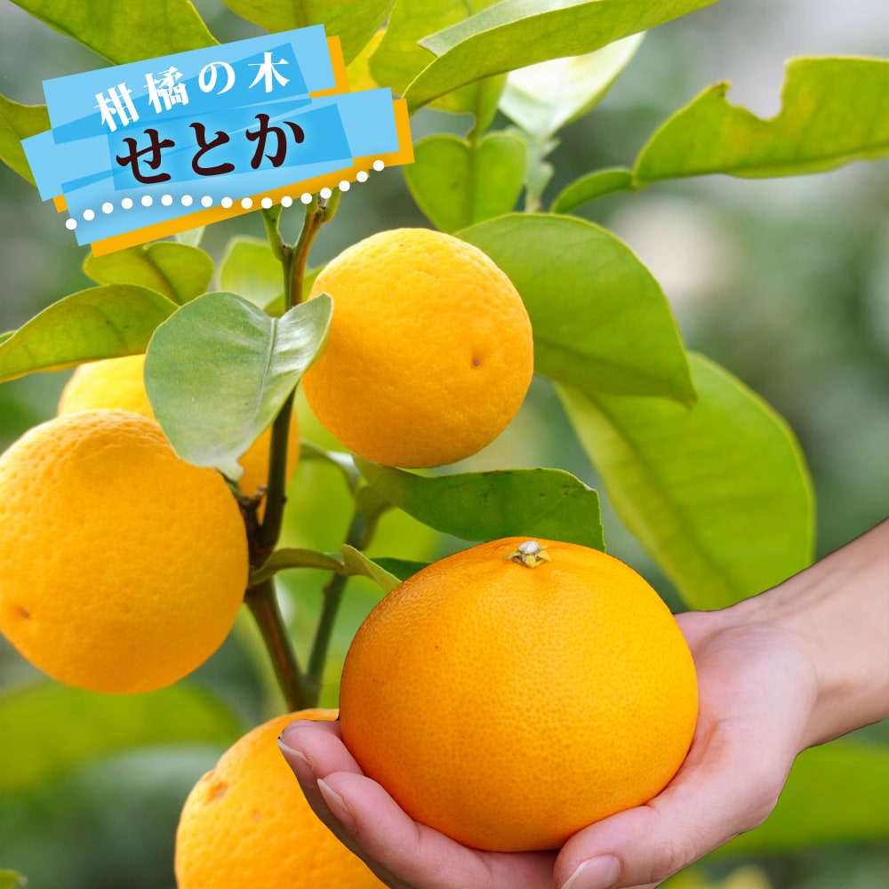 楽天市場】みかん 苗木 【はれひめ】 3年生接木大苗 【産地で剪定済