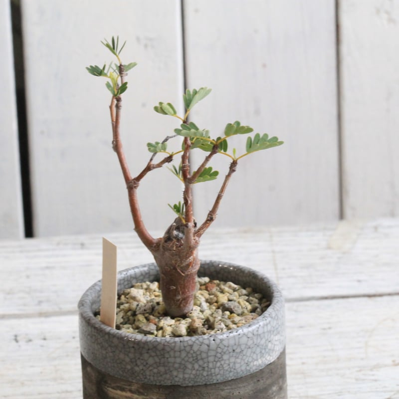 センナ メリディオナリス 実生 Hanayoshi-botanicalオリジナルポット