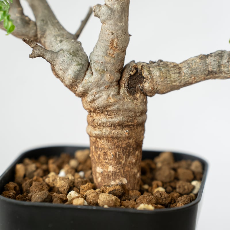 ボスウェリア ネグレクタ【発根管理中】Boswellia neglecta 多肉植物