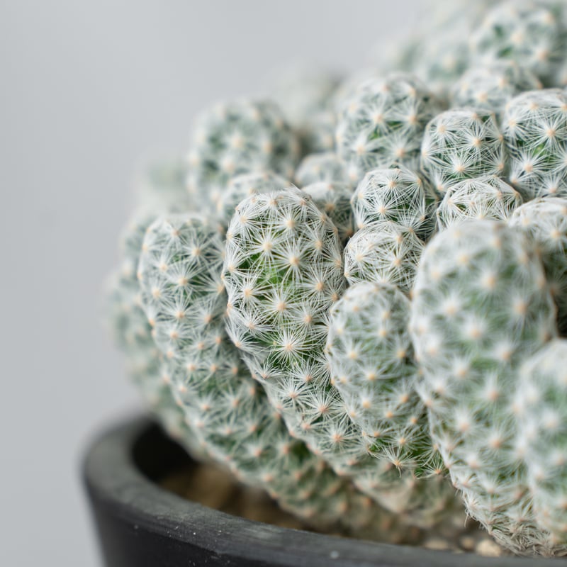 マミラリア 姫春星 群生株 実生 Mammillaria humboldtii var.cae