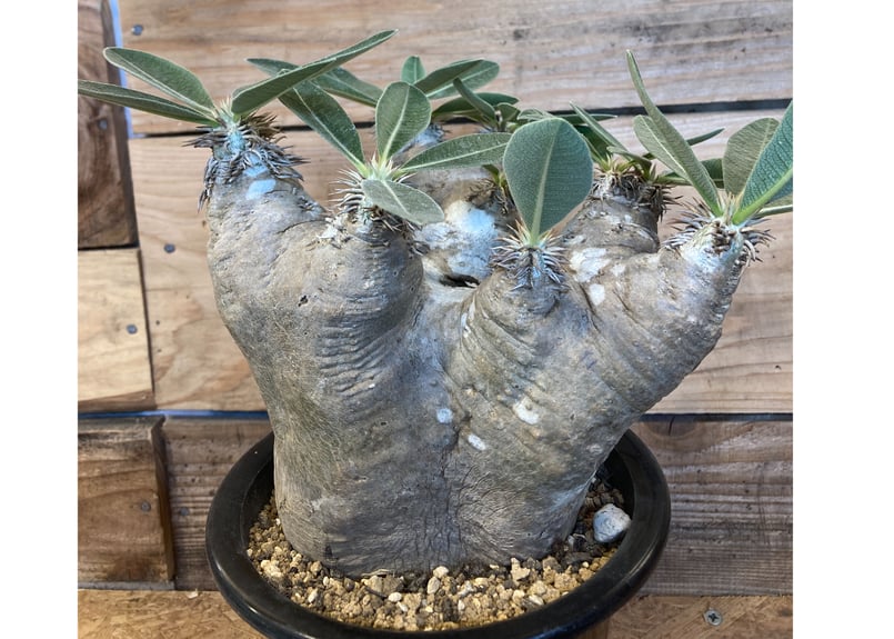 パキポディウム ブレビカリックス 現地球 | NATPARK-STORE