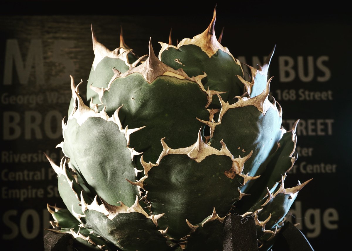 アガベ・チタノタ FO076/オテロイ(芽)006｜agave titanota FO-076