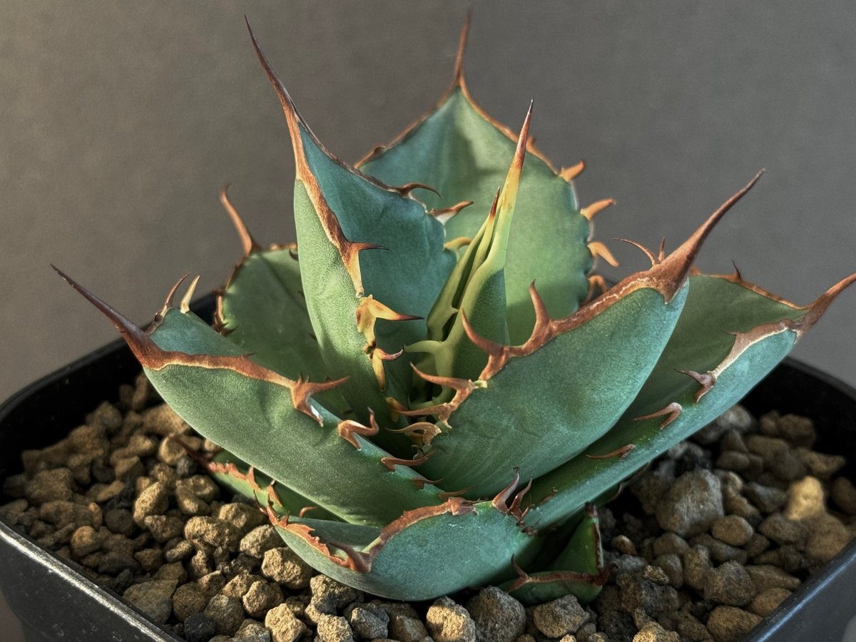 アガベ・チタノタ FO076/オテロイ(芽)005｜agave titanota FO-076