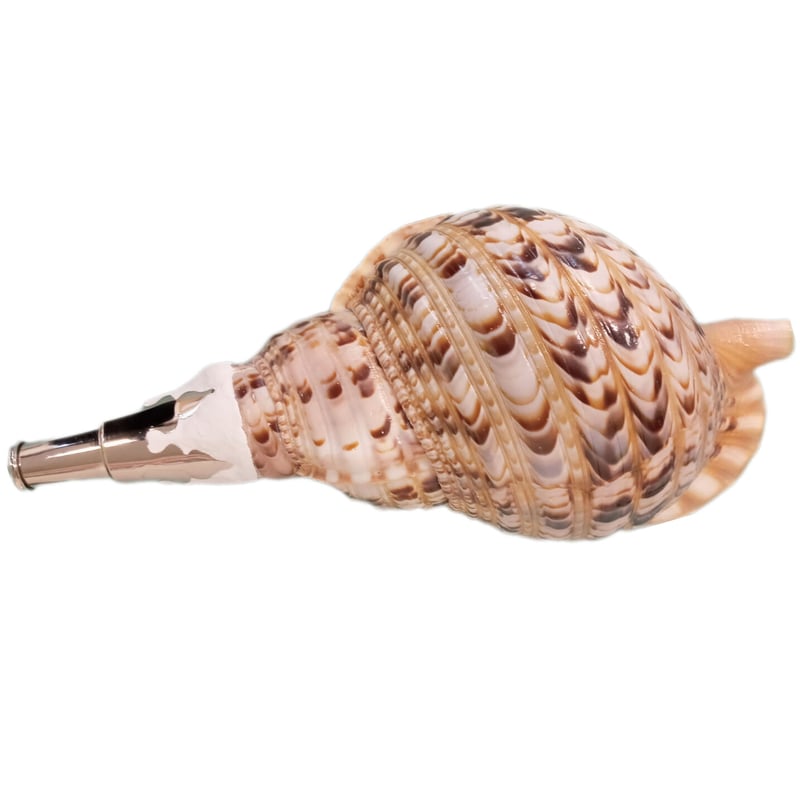 法螺貝 大 約40cm 歌口付き 品番40-02 | 多田商店 法螺貝と和装の専門店