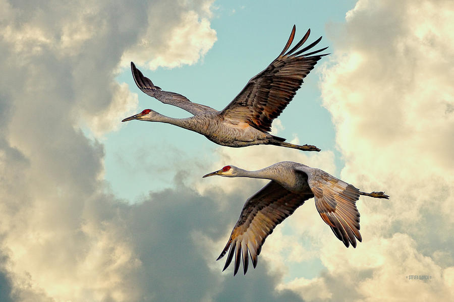 Sandhill Cranes in Flight by Steven Llorca