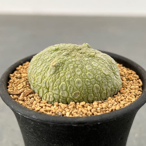 園芸ネット本店｜プセウドリトス：クビフォルミス 2.5号鉢植え の通販