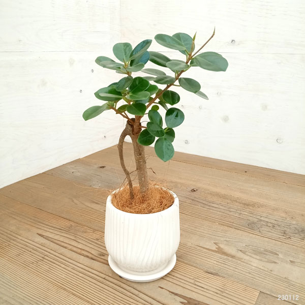 園芸ネット本店｜[ギフトに]パンダガジュマル3.5号 白色陶器鉢入り