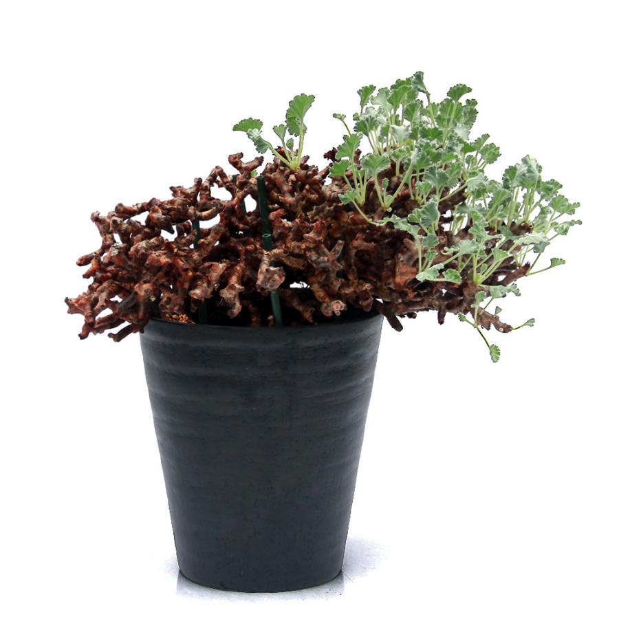 多肉植物）一点物 ペラルゴニウム ミラビレ 未発根 現地株 枯れ枝あり