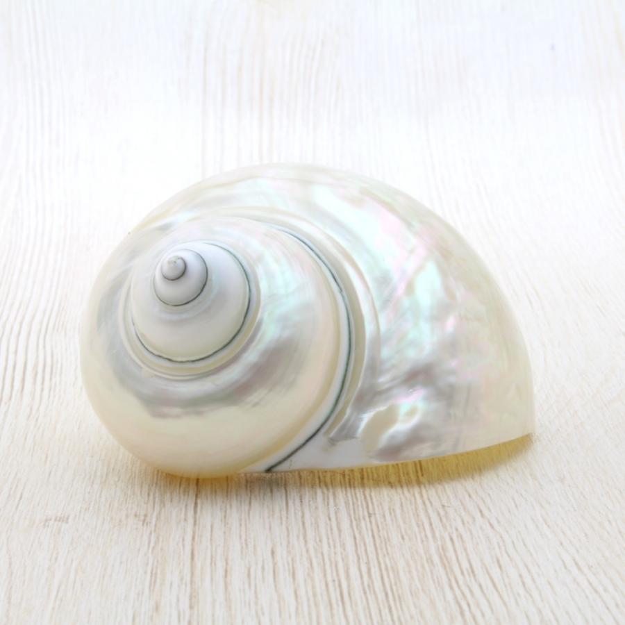 アフリカヤコウガイ（磨）夜光貝 貝殻 約8.0〜10cm コレクション