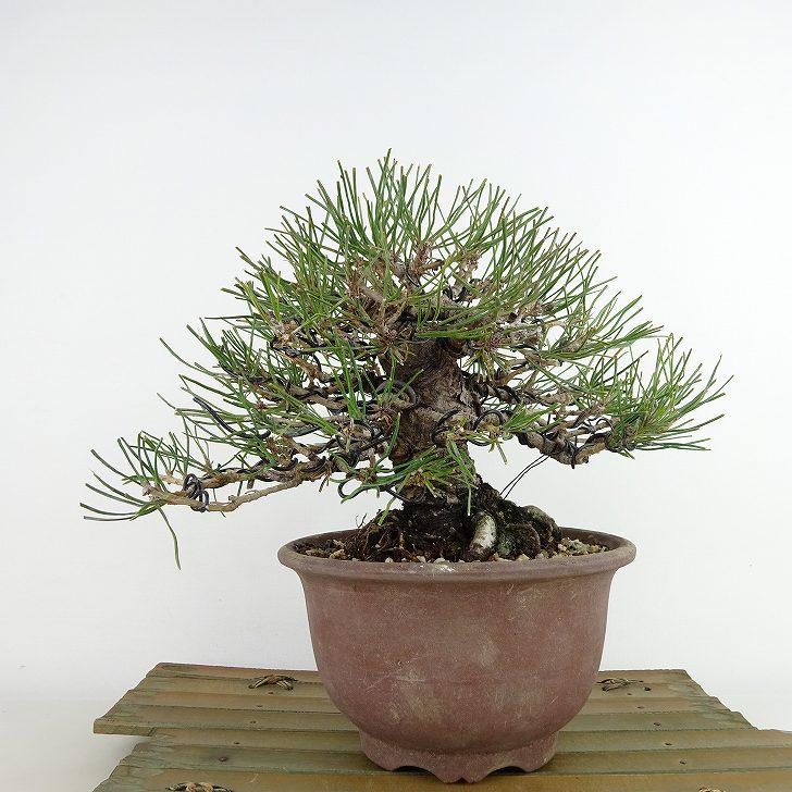 盆栽 松 赤松 樹高 約16cm あかまつ Pinus densiflora アカマツ red