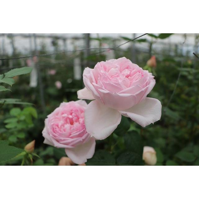 バラ苗 強香 kn29−96 4号 今井清作出 切り花品種接ぎ木（植え