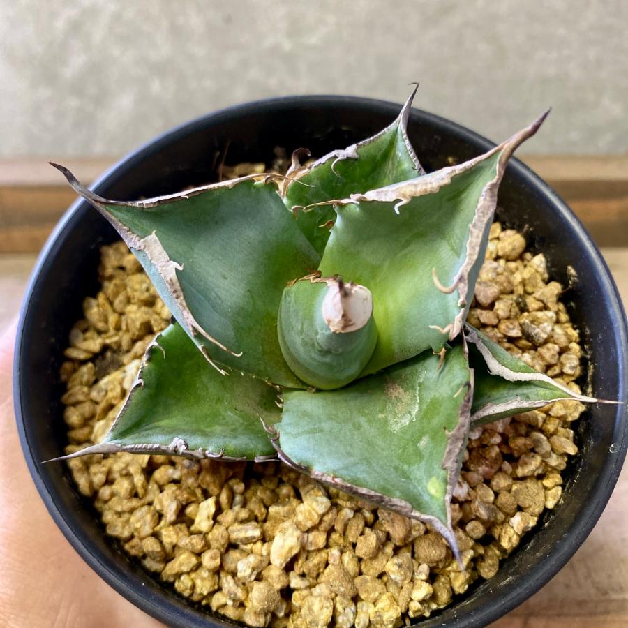 アガベ チタノタ 黒豹 : plantlife - 通販 - Yahoo!ショッピング