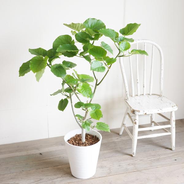 フィカス ウンベラータ 観葉植物 ホワイトセラアート鉢 8号 ゴムの木