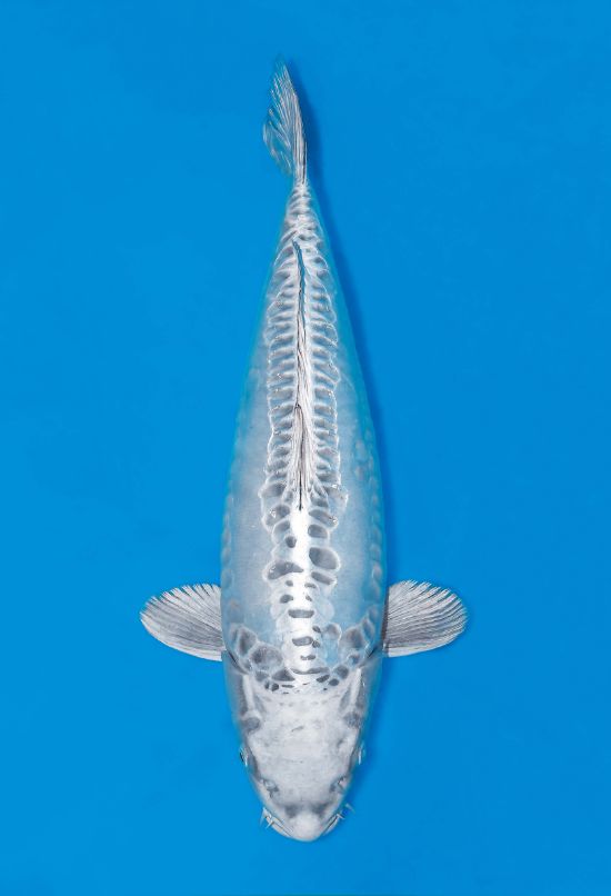 光り無地 - 錦鯉の品種 - 全日本錦鯉振興会