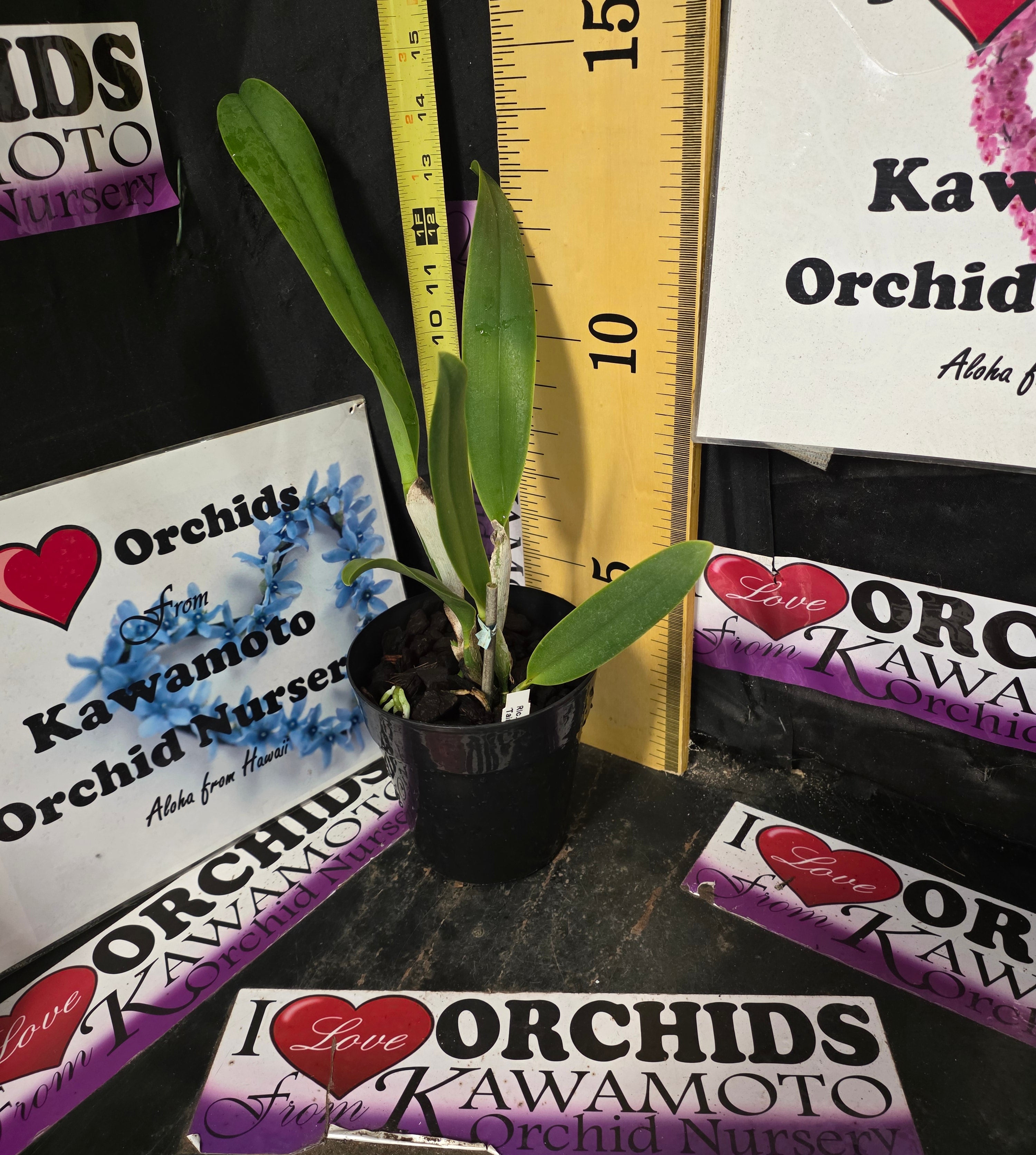 Rlc. Lai Ching-Te 'Tainan' – Kawamoto Orchid Nursery