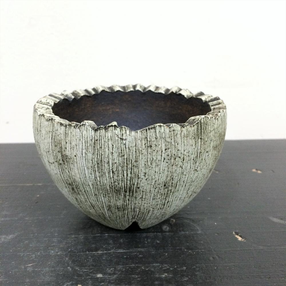 Konect Type06 SAGA 02/盆栽、多肉植物、塊根植物、観葉植物通販