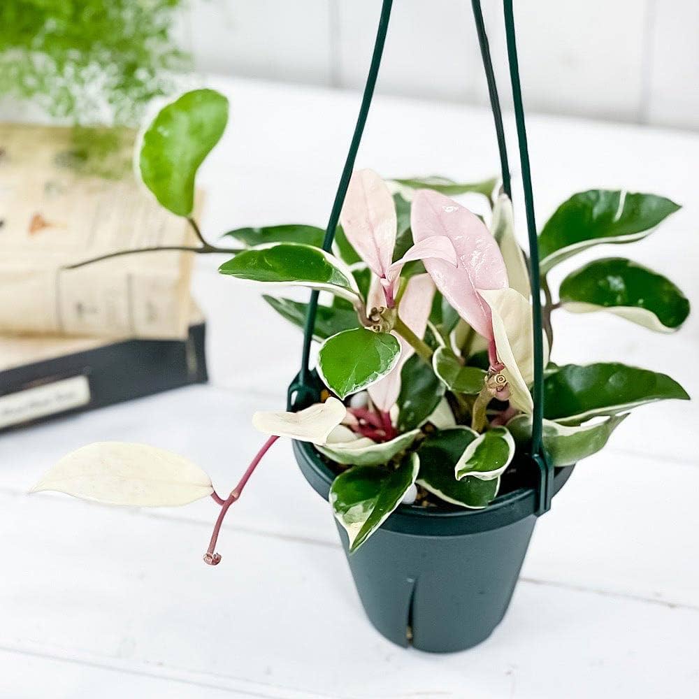 Amazon.co.jp: PLANCHU 観葉植物 ホヤ カルノーサ リップカラー 4号