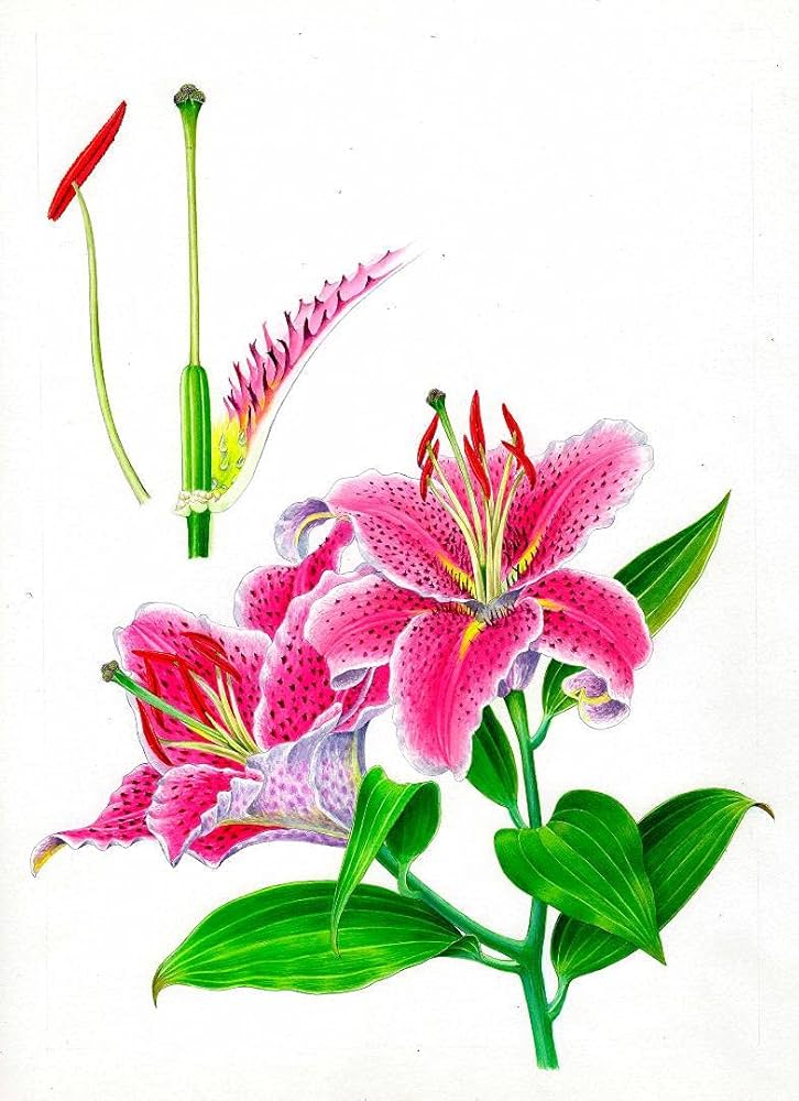 絵画】ボタニカルアート 「かのこゆり」原画 【公式通販】