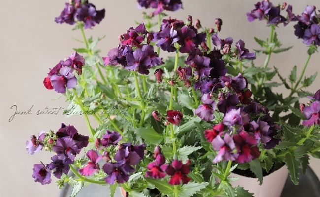 芳香宿根ネメシア・ネシア 『ボルケーノ』 新色！ | すべての商品