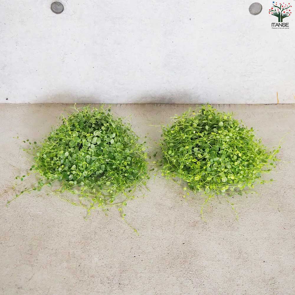 ペペロミア 美依子 【観葉植物 3号ポット】｜ 【植物のITANSE