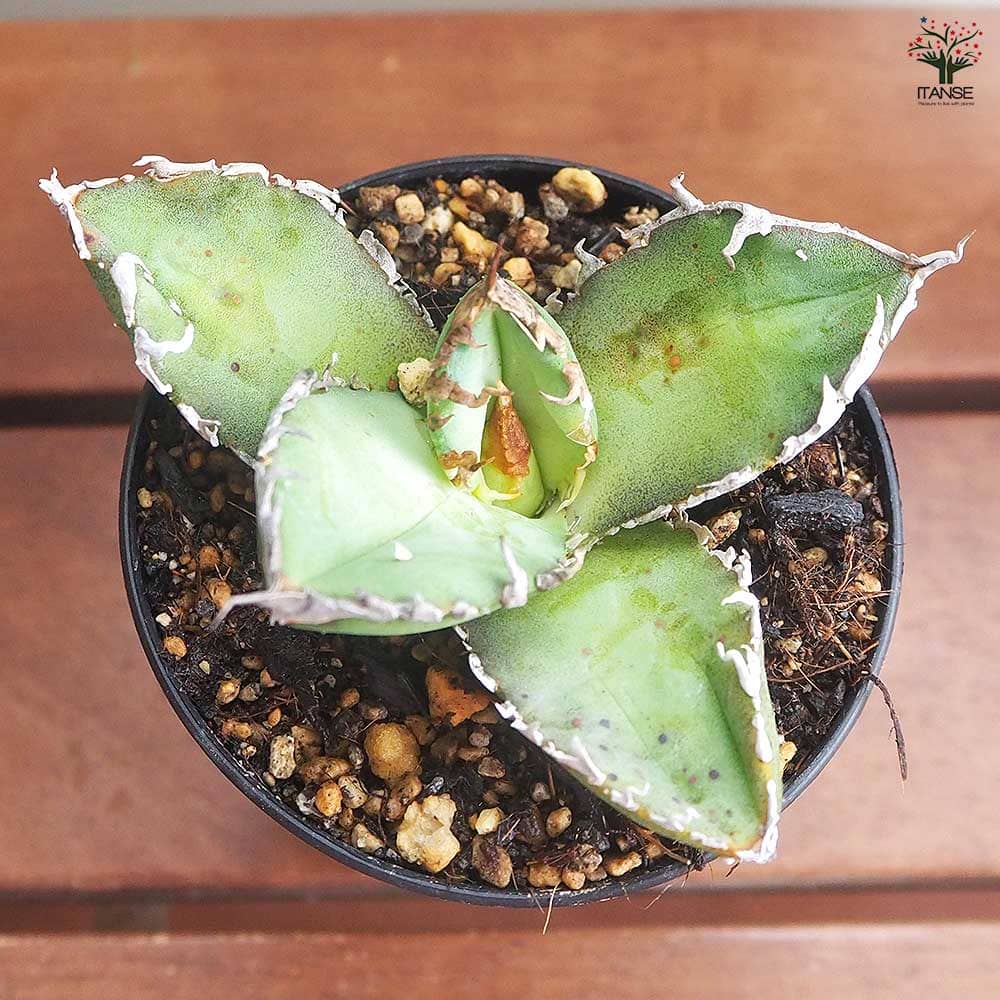 アガベ チタノタ ゴジラ 【多肉植物 3号／1個売り】｜ 【植物の