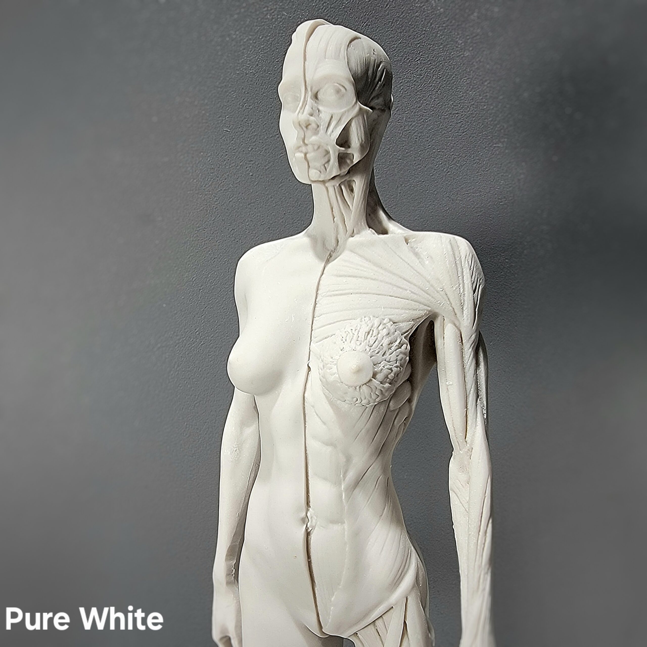 Anatomical Female Medical Model with Muscles - Oddities For Sale