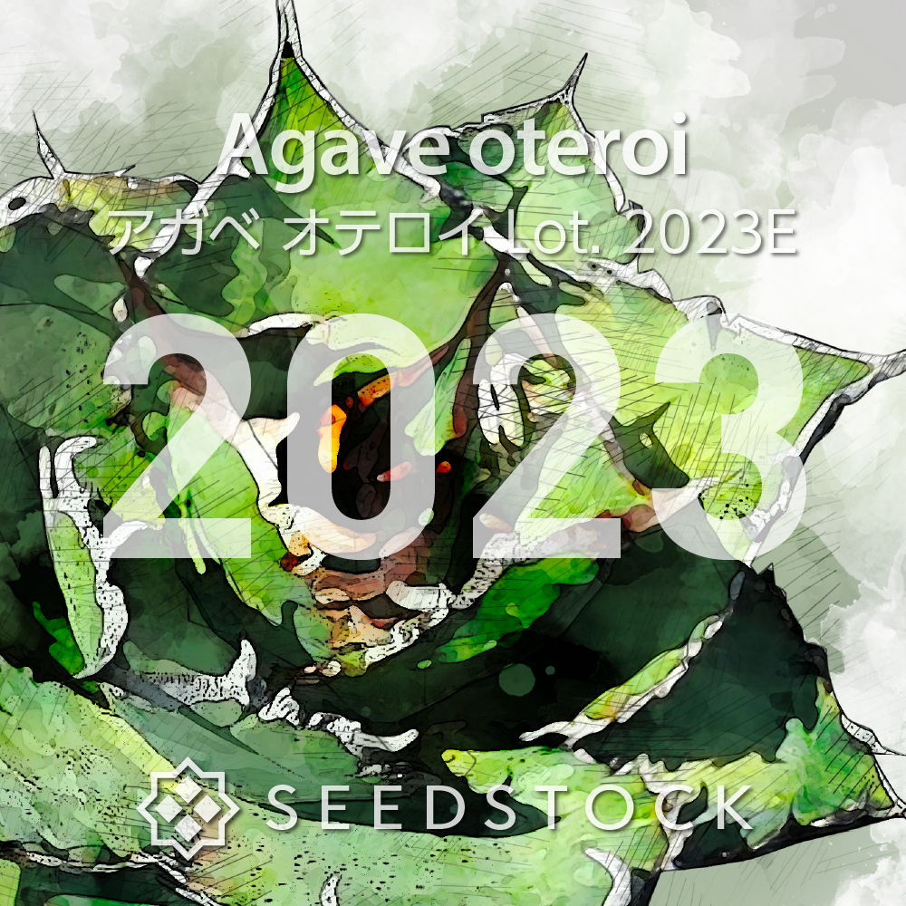 種子] アガベ オテロイ Lot.2023E（2023年ロット）｜多肉植物 メキシコ
