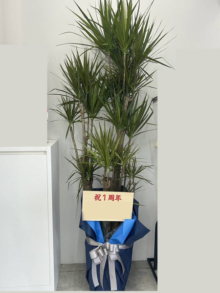 厳選】おまかせ観葉植物 10号鉢