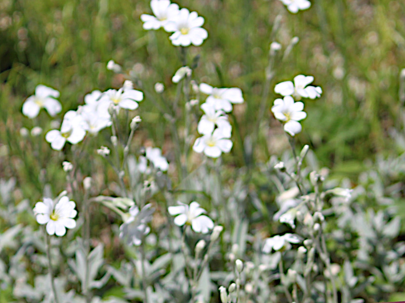 6月の白い花-3 | かぎけん花図鑑