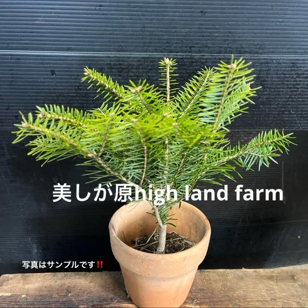 2026年最新】白樺 苗木の人気アイテム - メルカリ