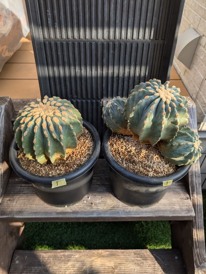 【Omc Labo】極上5 2株セット　フェロカクタス刺無王冠竜　希少 サボテン サボテン フェロカクタス 刺無王冠竜(トゲナシオウカンリュウ) 3号(1鉢