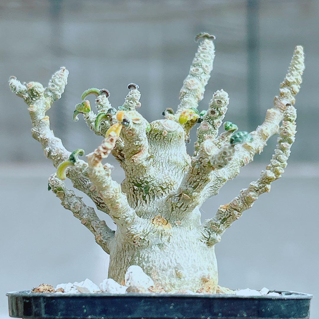 将来有望☆超選抜株☆早い者勝ち】 ドルステニア ギガス 実生 塊根凄