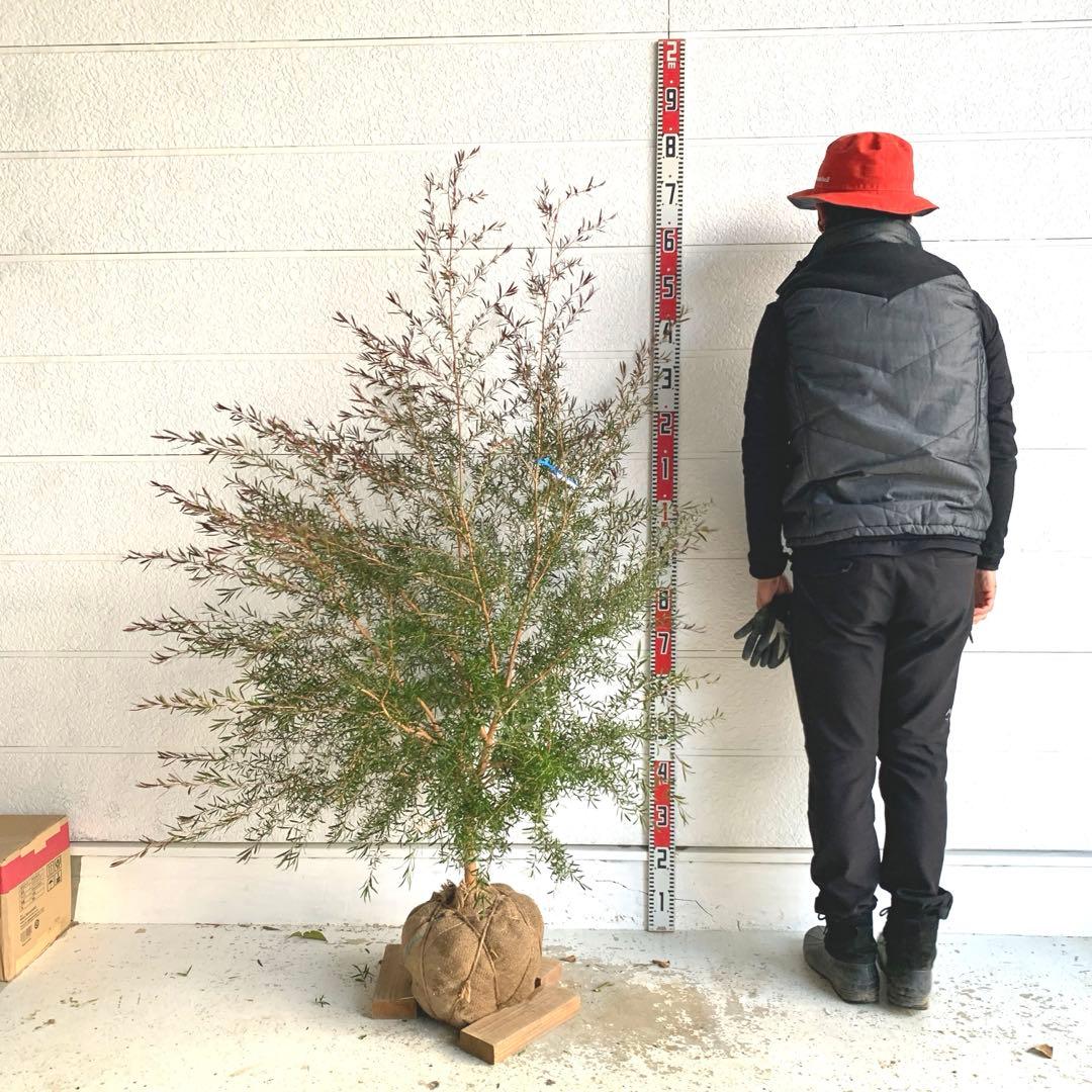 メラレウカ　カッパーグロー　ティーツリー　ブラック　紅葉　銅葉　47 メラレウカ カッパーグロー ティーツリー ブラック 紅葉 銅葉 47